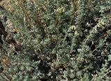 Artemisia frigida