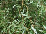 род Salix