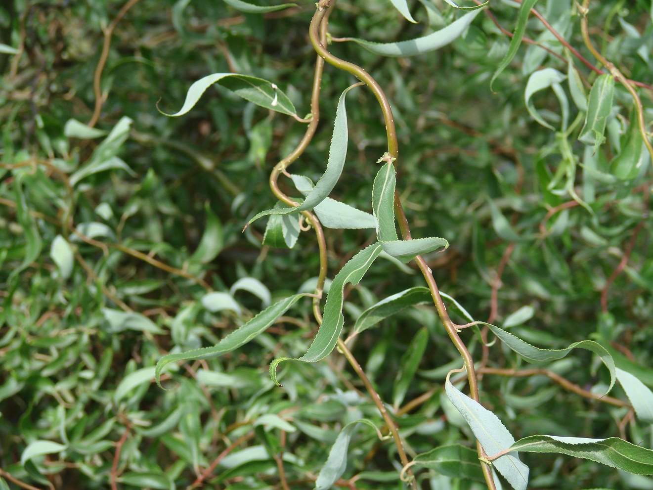 Image of genus Salix specimen.