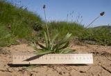 Plantago atrata. Плодоносящее растение. Адыгея, Кавказский биосферный заповедник, склон горы Оштен, ≈ 2000 м н.у.м., дно высохшей лужи от стаявшего снежника. 18.07.2015.