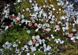 genus Cladonia