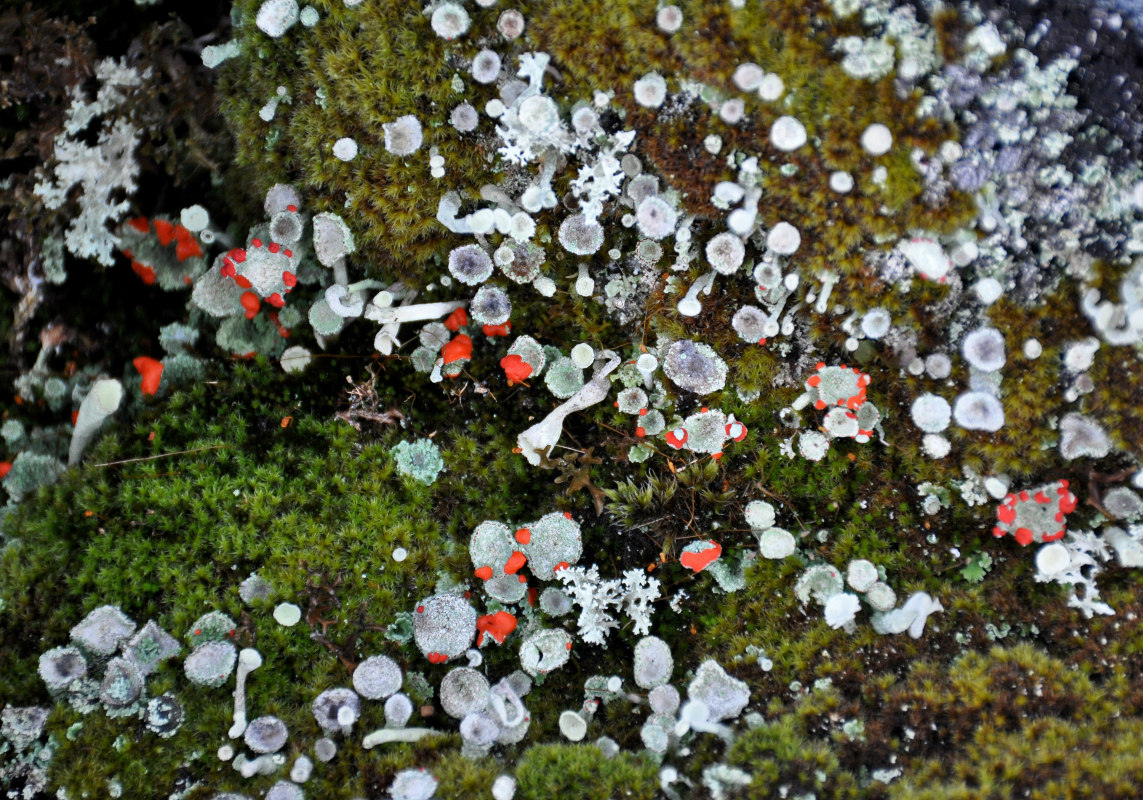 Изображение особи род Cladonia.