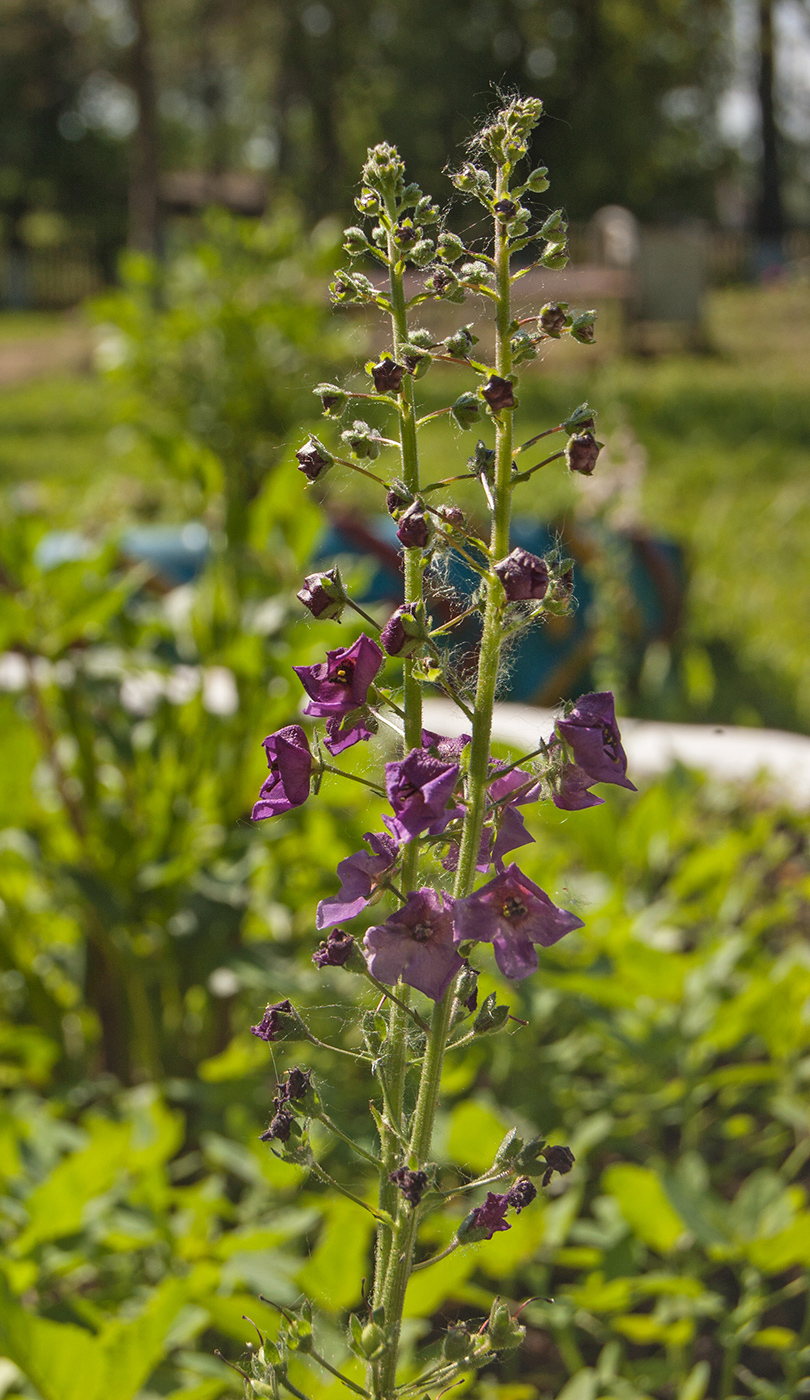 Image of Verbascum phoeniceum specimen.