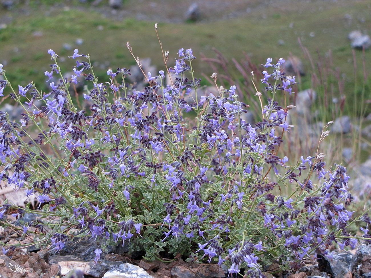 Изображение особи Lophanthus subnivalis.