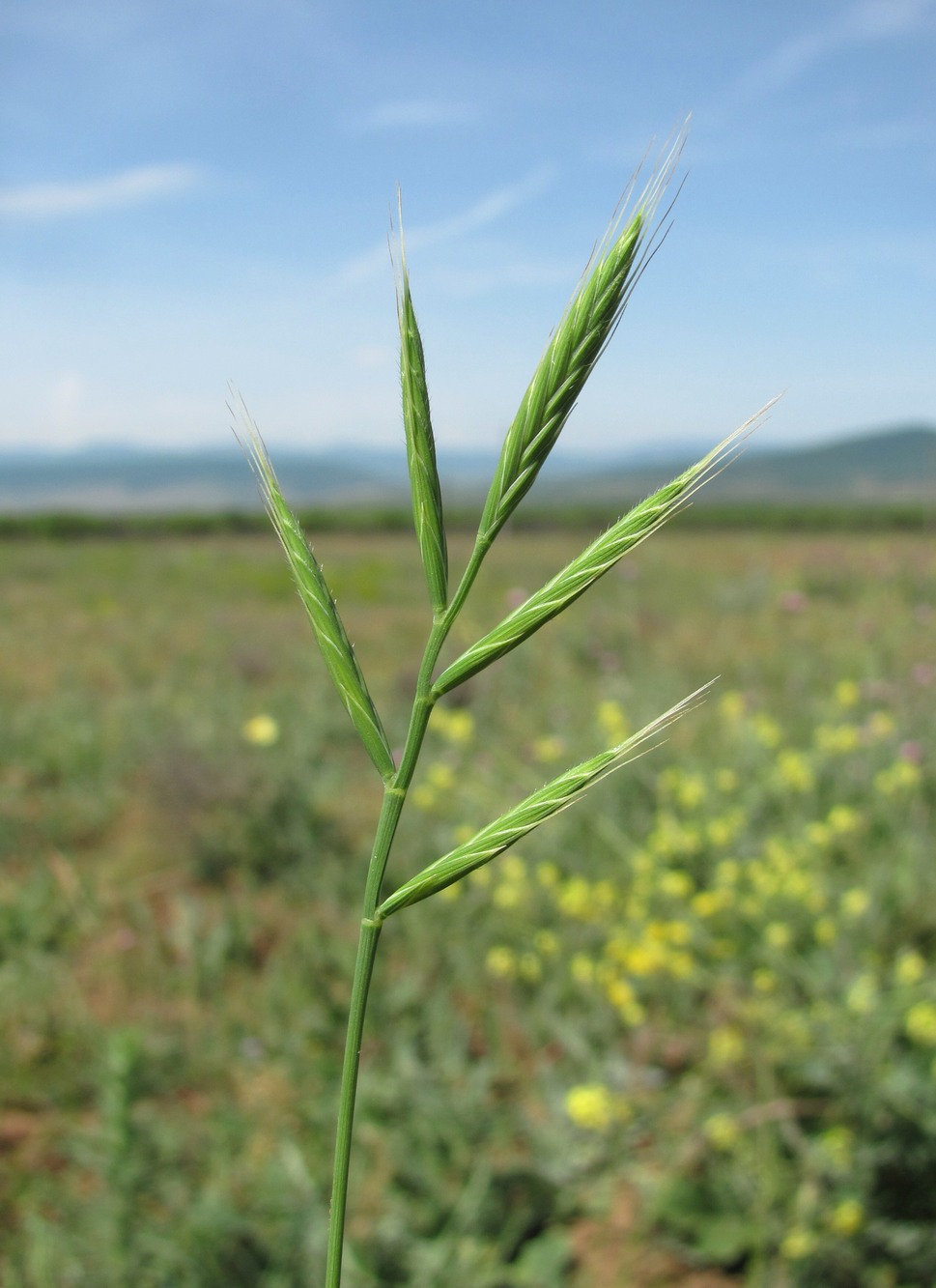 Image of Trachynia distachya specimen.