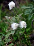 genus Eriophorum. Соплодия. Красноярский край, Ермаковский р-н, природный парк \"Ергаки\", берег оз. Мраморное, ≈ 1600 м н.у.м., заросли кустарников у воды. 16.07.2018.