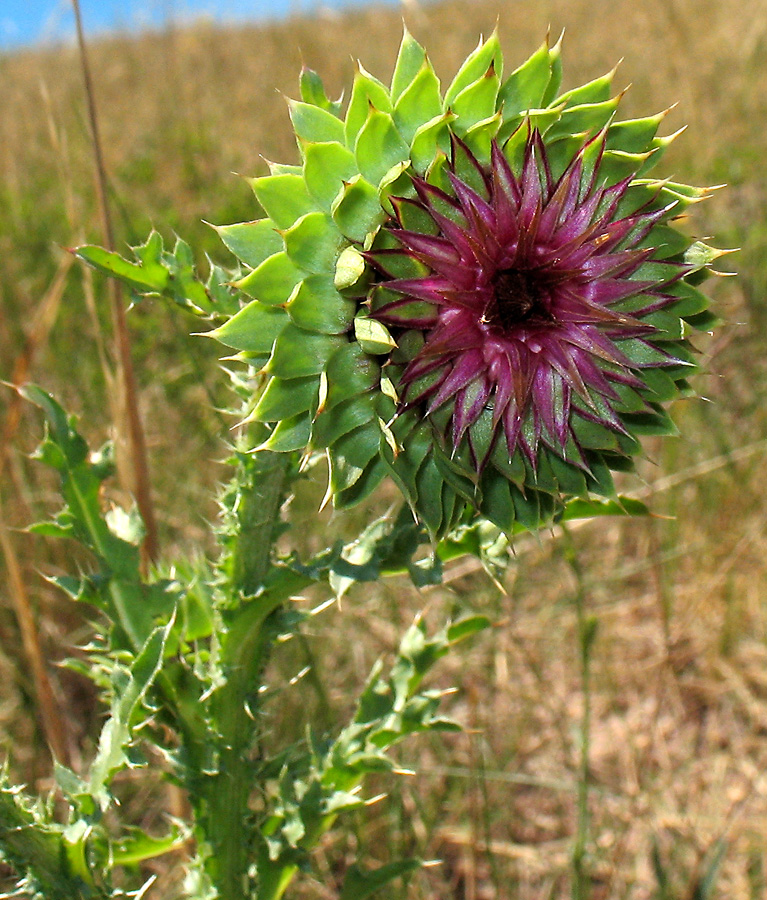 Image of Carduus thoermeri specimen.