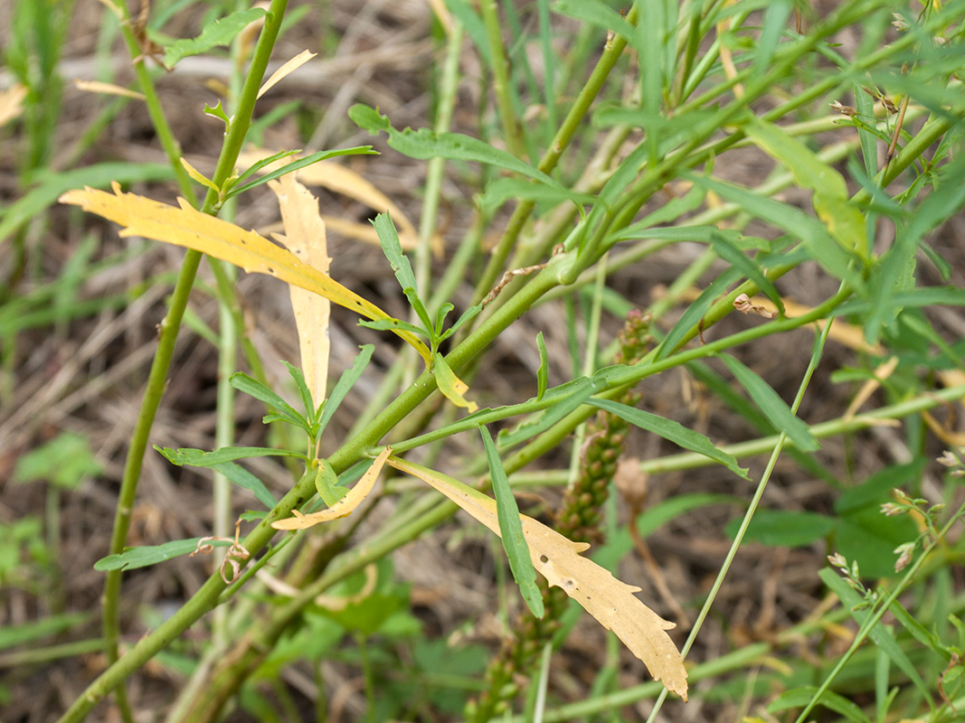 Изображение особи Lepidium densiflorum.