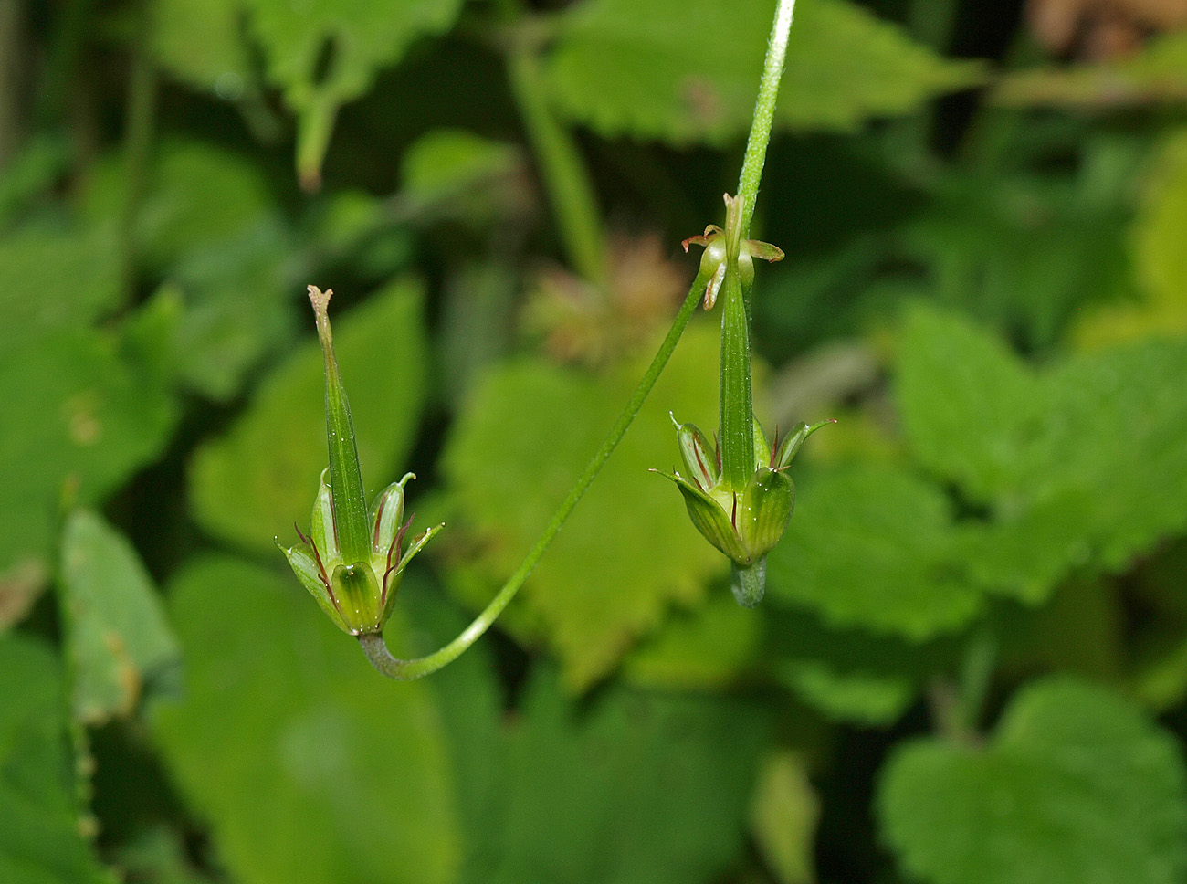 Изображение особи Geranium palustre.