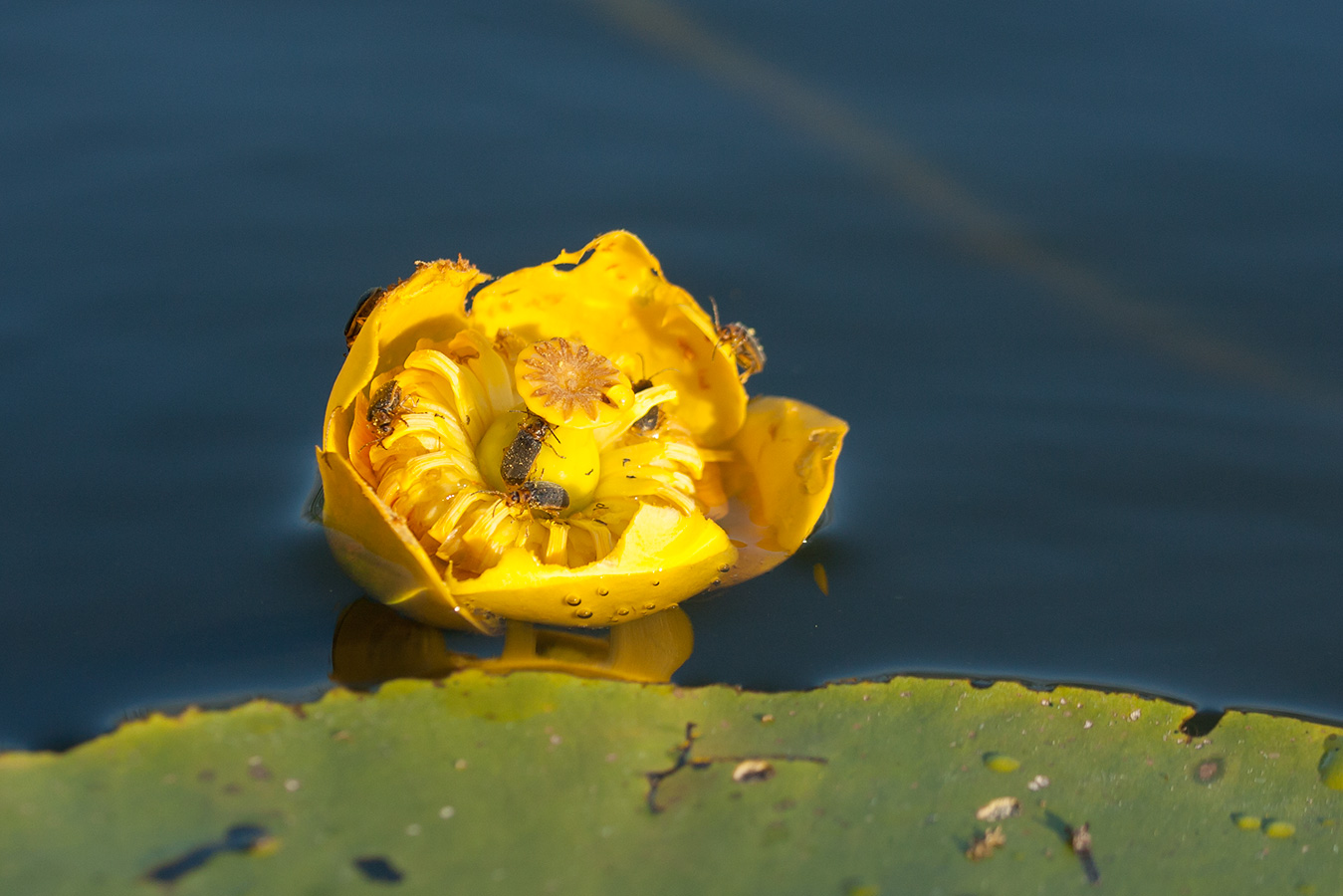 Image of Nuphar lutea specimen.