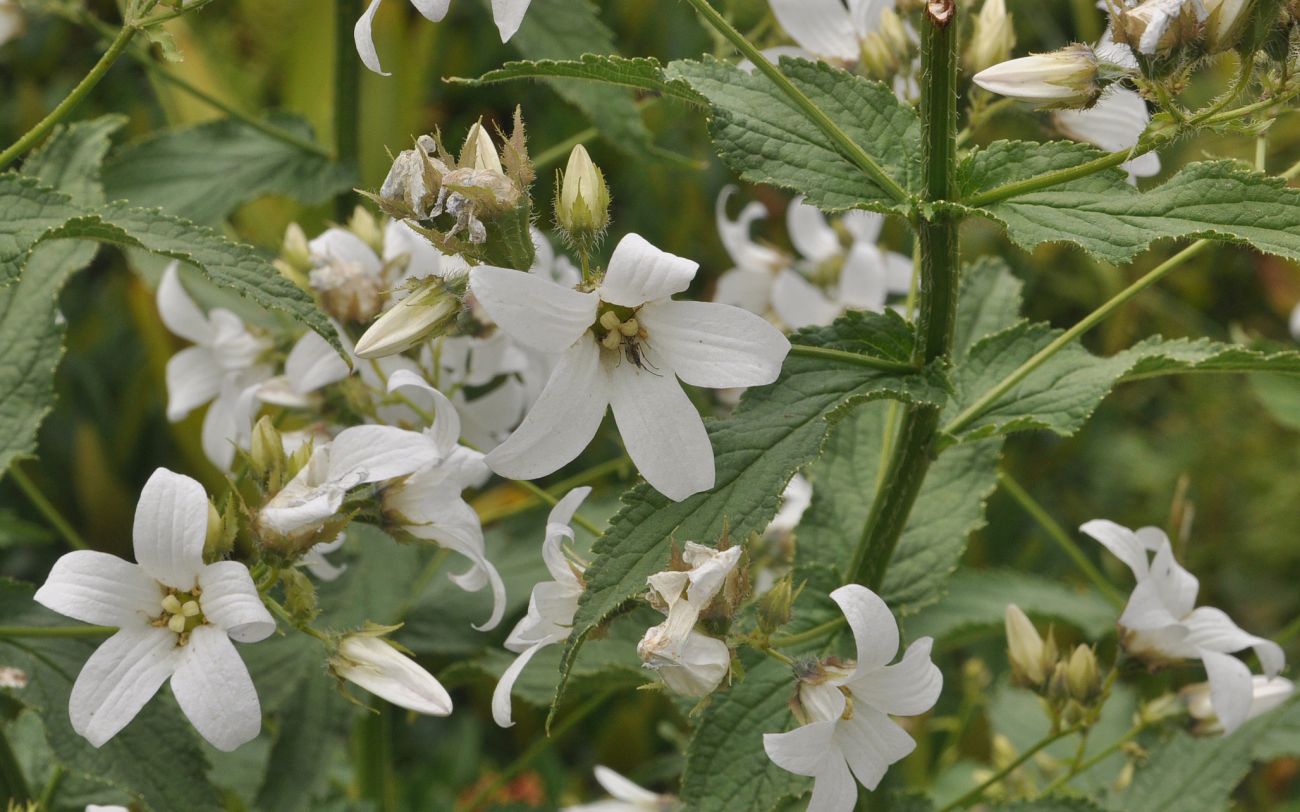 Изображение особи Gadellia lactiflora.