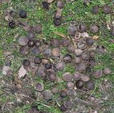 Juglans microcarpa