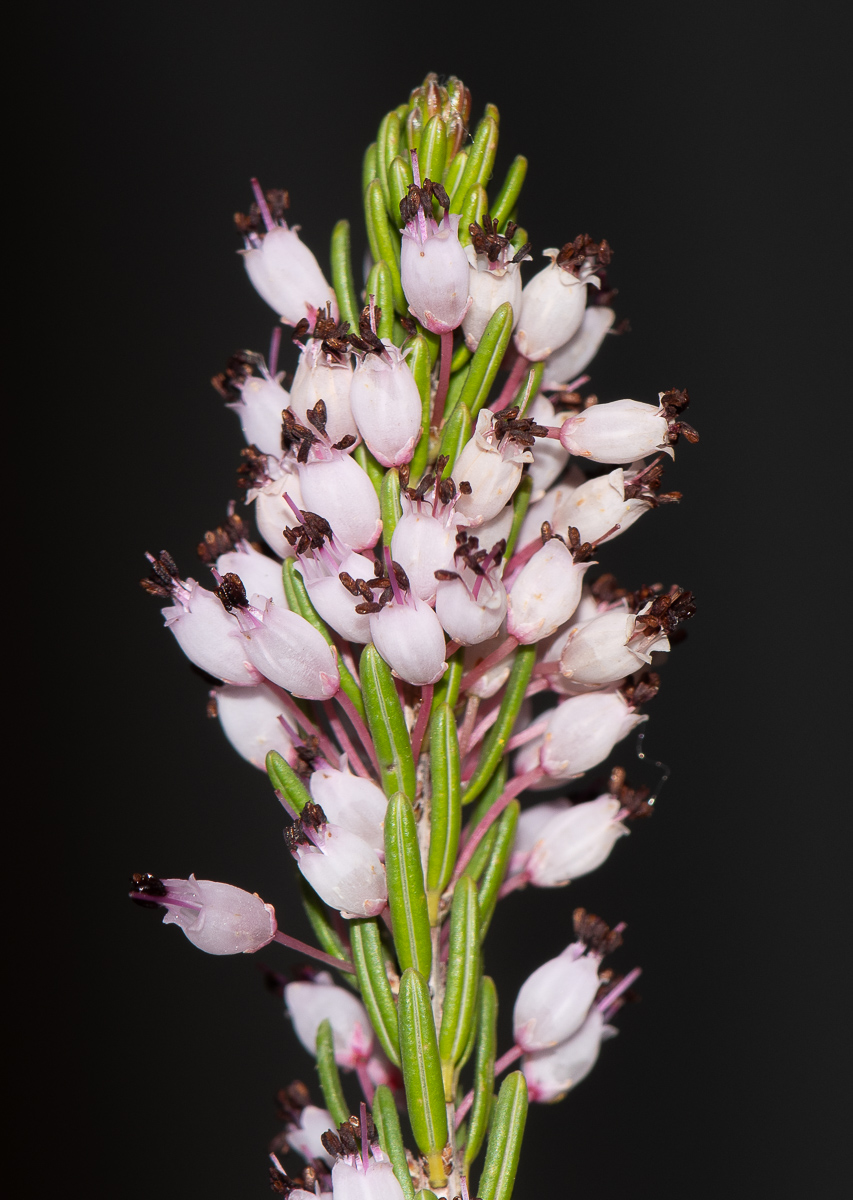 Image of Erica multiflora specimen.