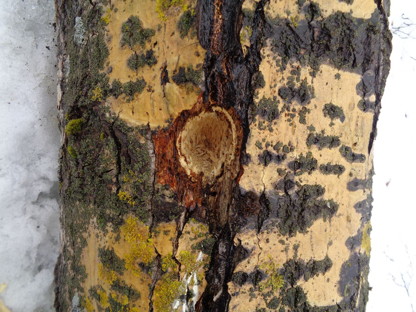 Image of Populus &times; sibirica specimen.