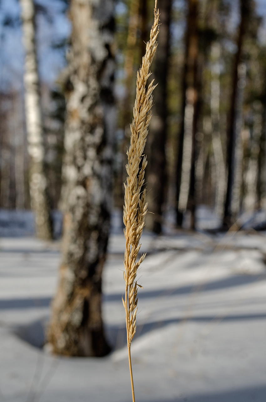 Image of Calamagrostis arundinacea specimen.