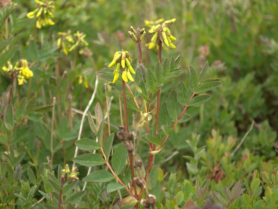 Image of Astragalus frigidus specimen.