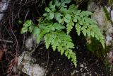 Asplenium adiantum-nigrum