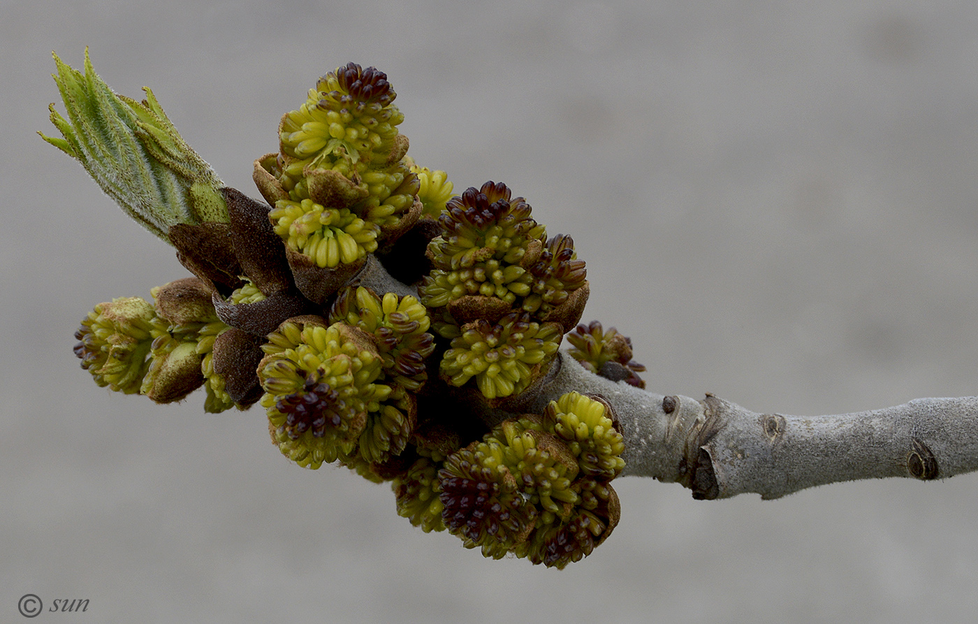 Image of Fraxinus pennsylvanica specimen.