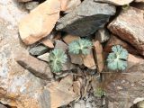 familia Ranunculaceae