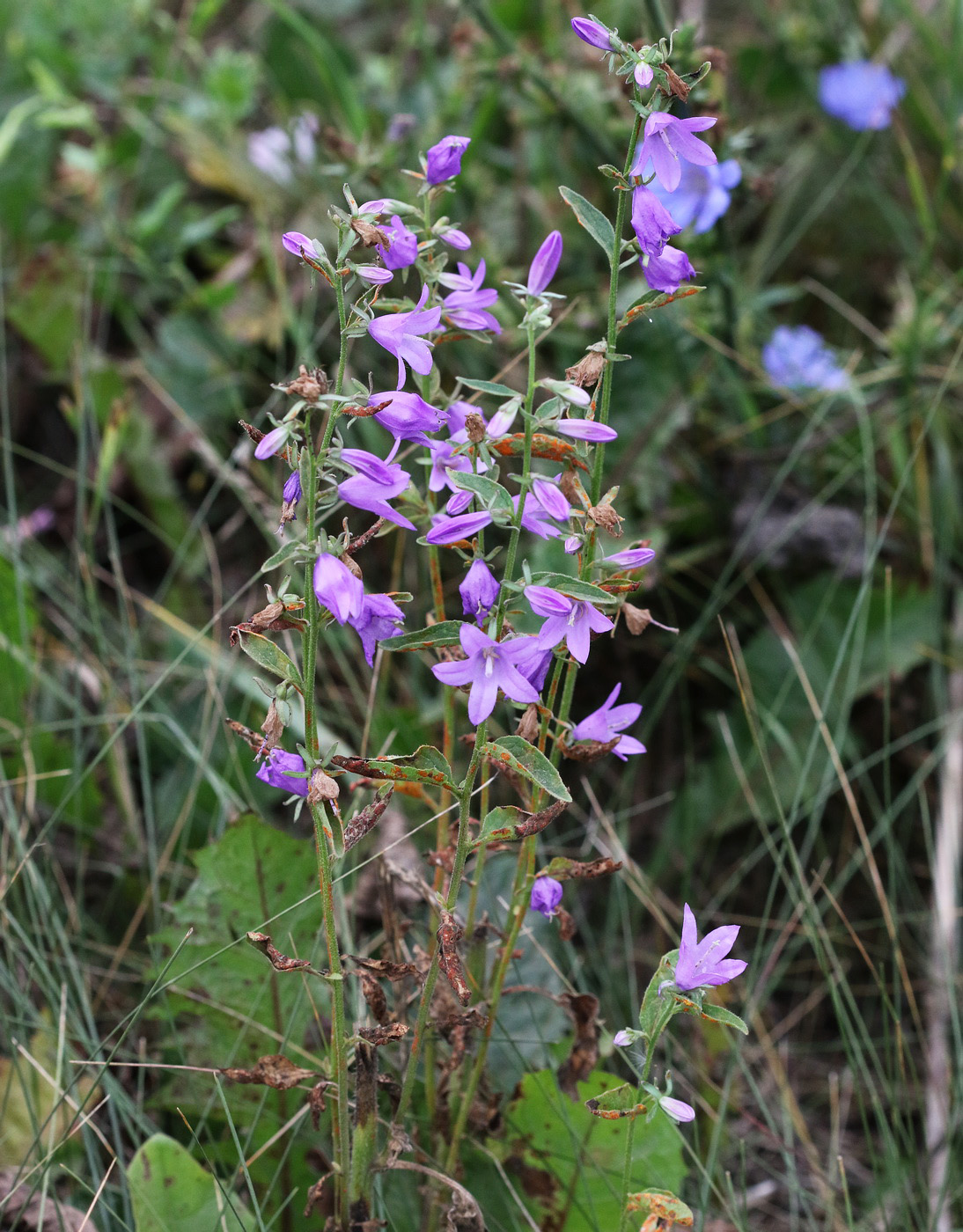 Изображение особи род Campanula.