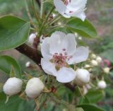 Pyrus communis