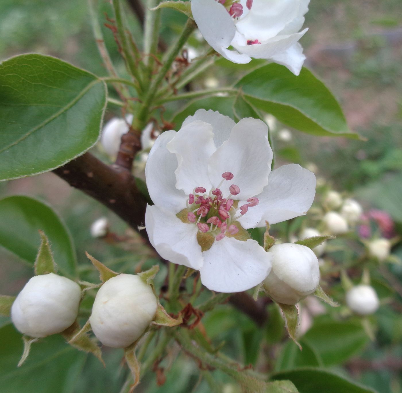 Image of Pyrus communis specimen.