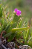 Carpobrotus acinaciformis