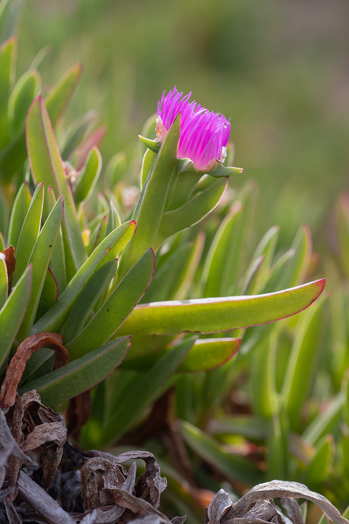 Image of Carpobrotus acinaciformis specimen.