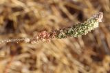 Reseda subspecies decursiva