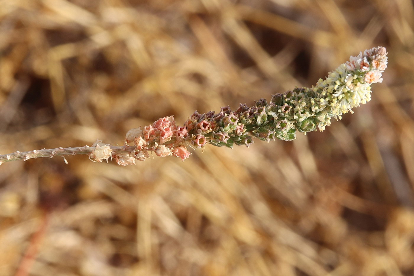 Изображение особи Reseda alba ssp. decursiva.