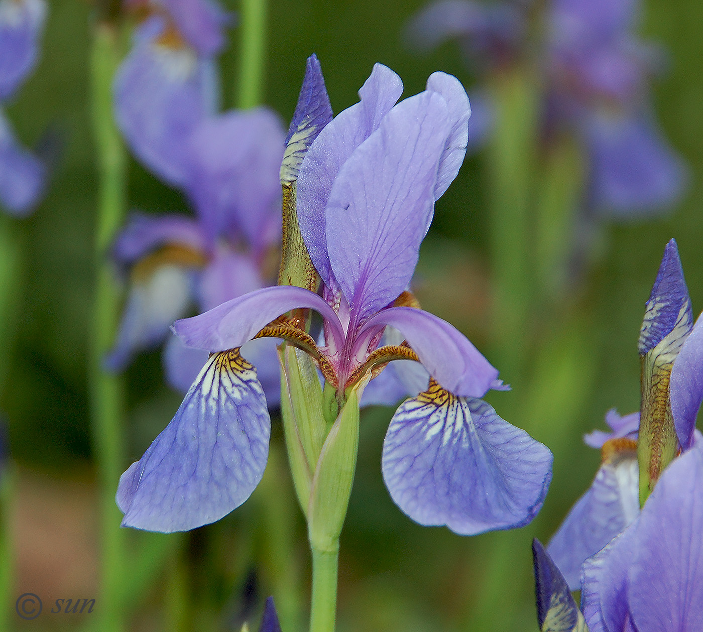 Изображение особи Iris sanguinea.