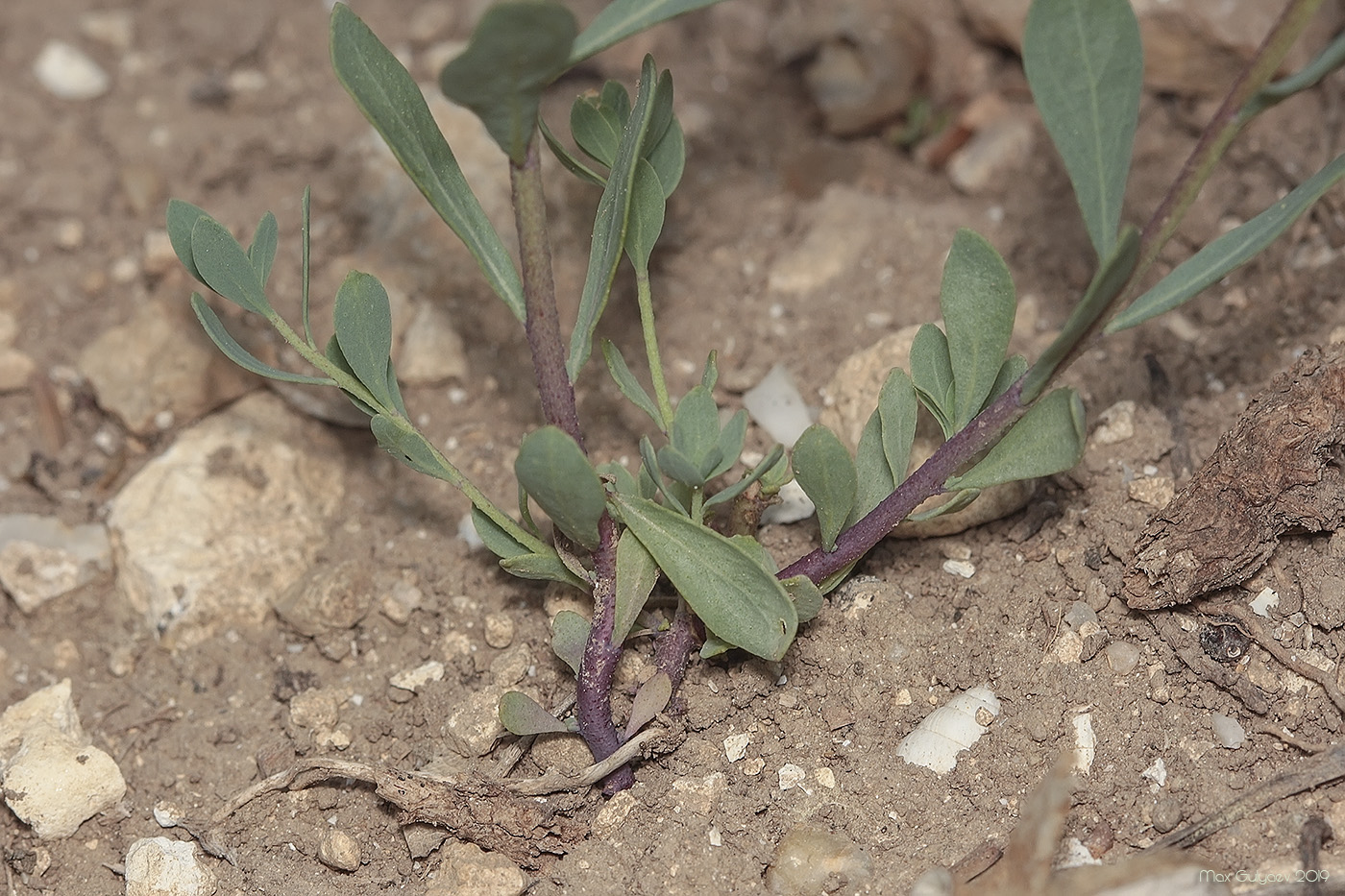 Image of Haplophyllum suaveolens specimen.