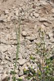 Allium oleraceum. Растение с развитым соцветием на сухом лугу на известняке. Ленинградская обл., Кирхгофские высоты. 03.07.2010.