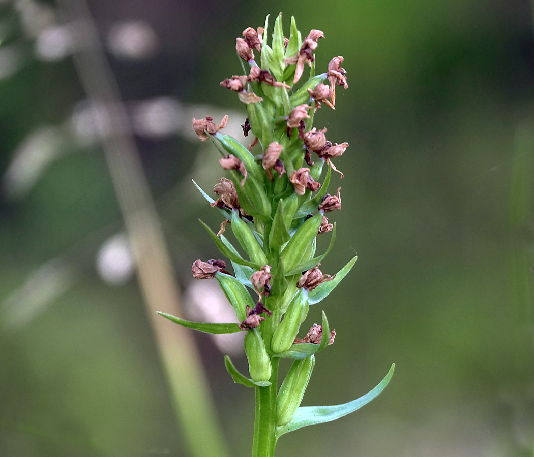 Image of Dactylorhiza baltica specimen.