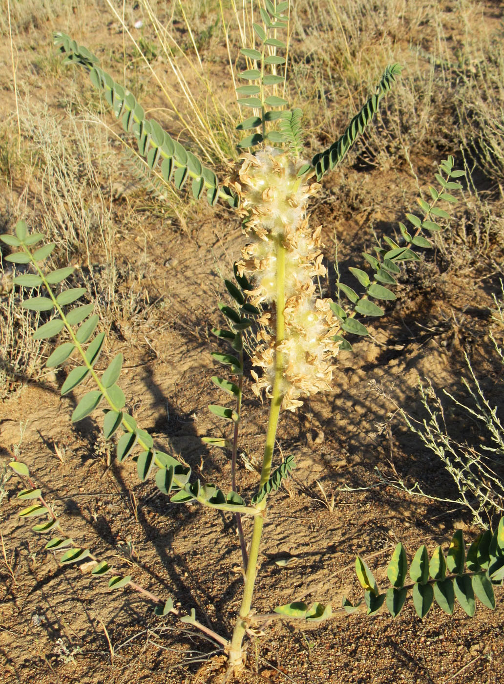 Image of Astragalus vulpinus specimen.