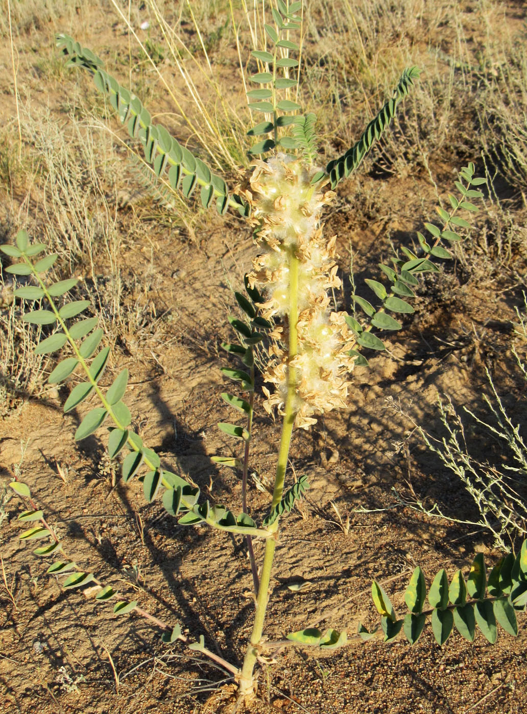 Изображение особи Astragalus vulpinus.