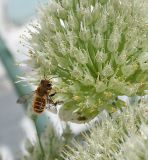 Allium fistulosum. Часть отцветающего соцветия с пчелой Megachile sp. Казахстан, Восточно-Казахстанская обл., Уланский р-н, с. Украинка, дачный участок, в культуре. 16.06.2008.