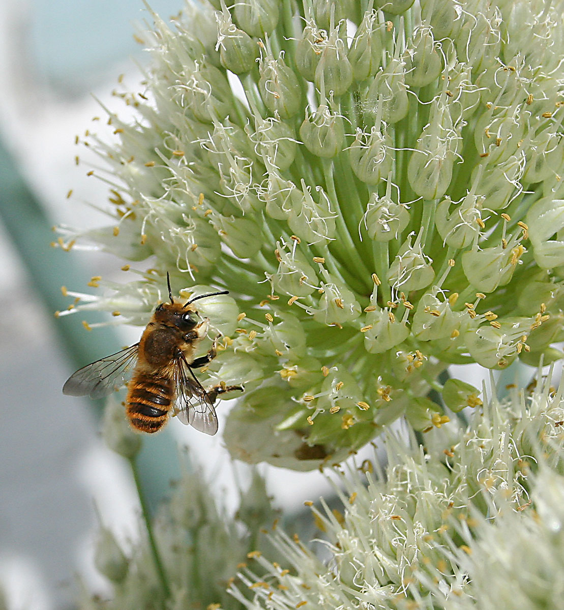 Изображение особи Allium fistulosum.