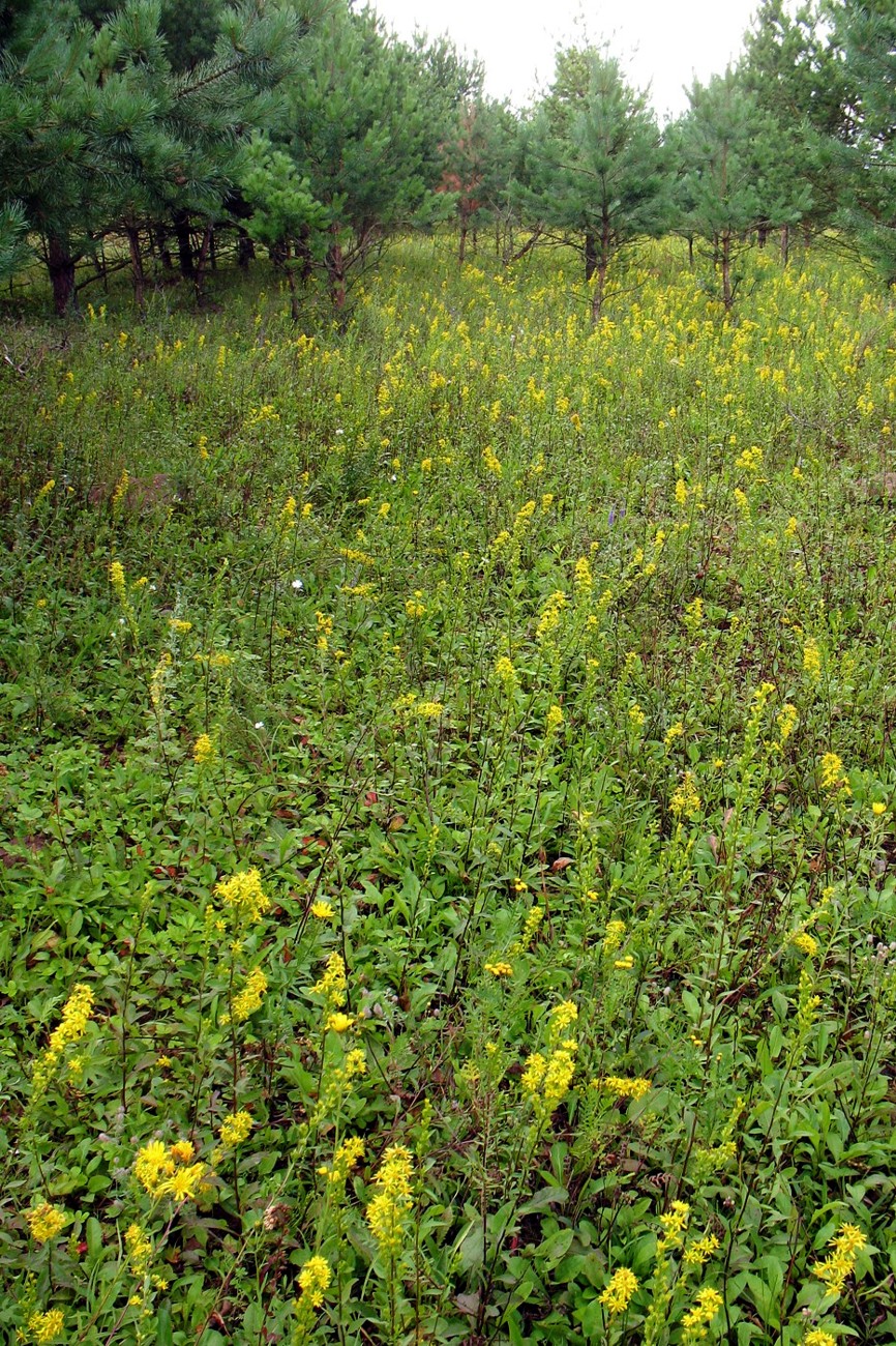 Изображение особи Solidago virgaurea.