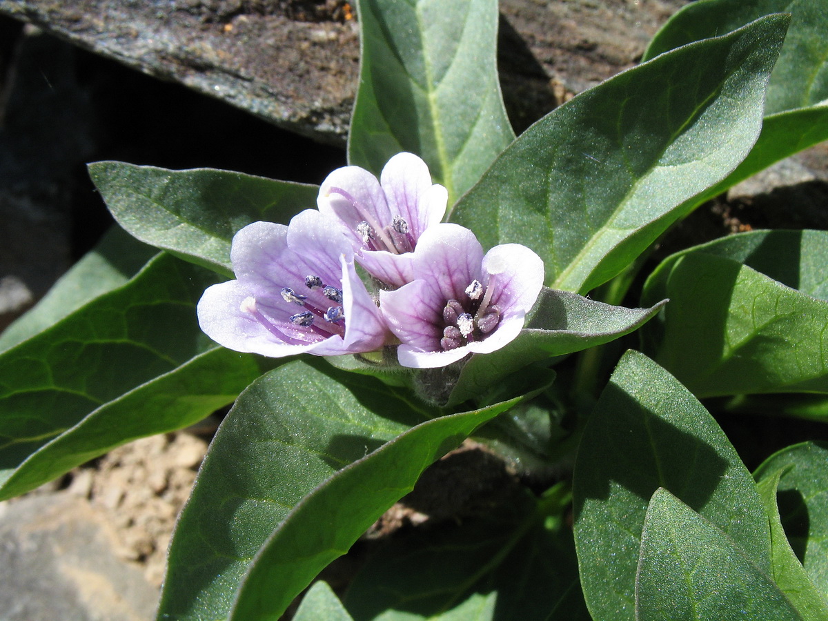 Image of Physochlaina physaloides specimen.