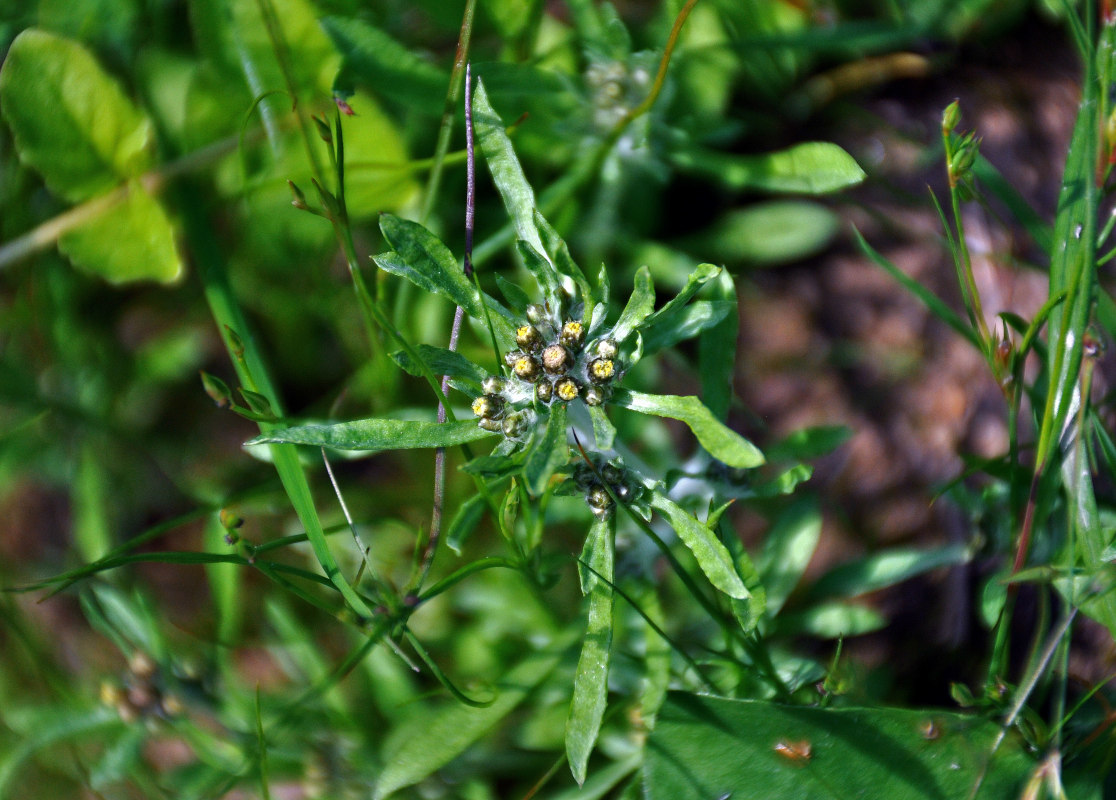 Изображение особи Gnaphalium uliginosum.