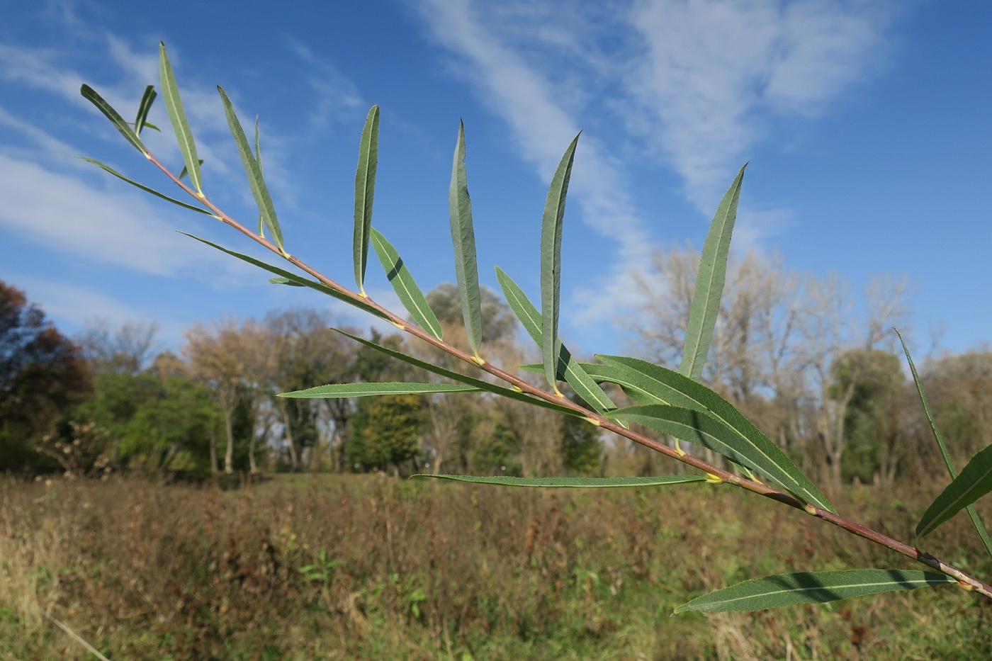 Image of Salix vinogradovii specimen.