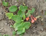 Lonicera × brownii. Цветущее растение. Иркутск, Ботанический сад ИГУ. 01.09.2019.