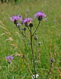 Centaurea scabiosa. Верхушка веточки с соцветиями. Сербия, национальный парк Тара, плоскогорье Равна Тара, луг. 08.07.2019.