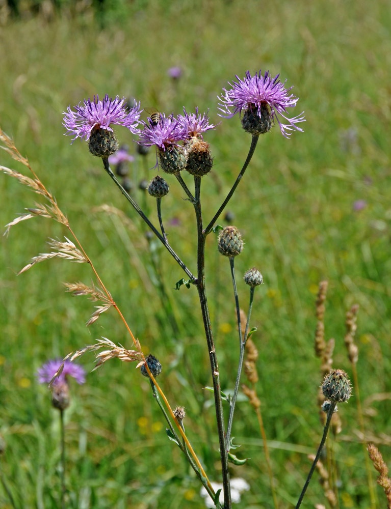 Image of Centaurea scabiosa specimen.