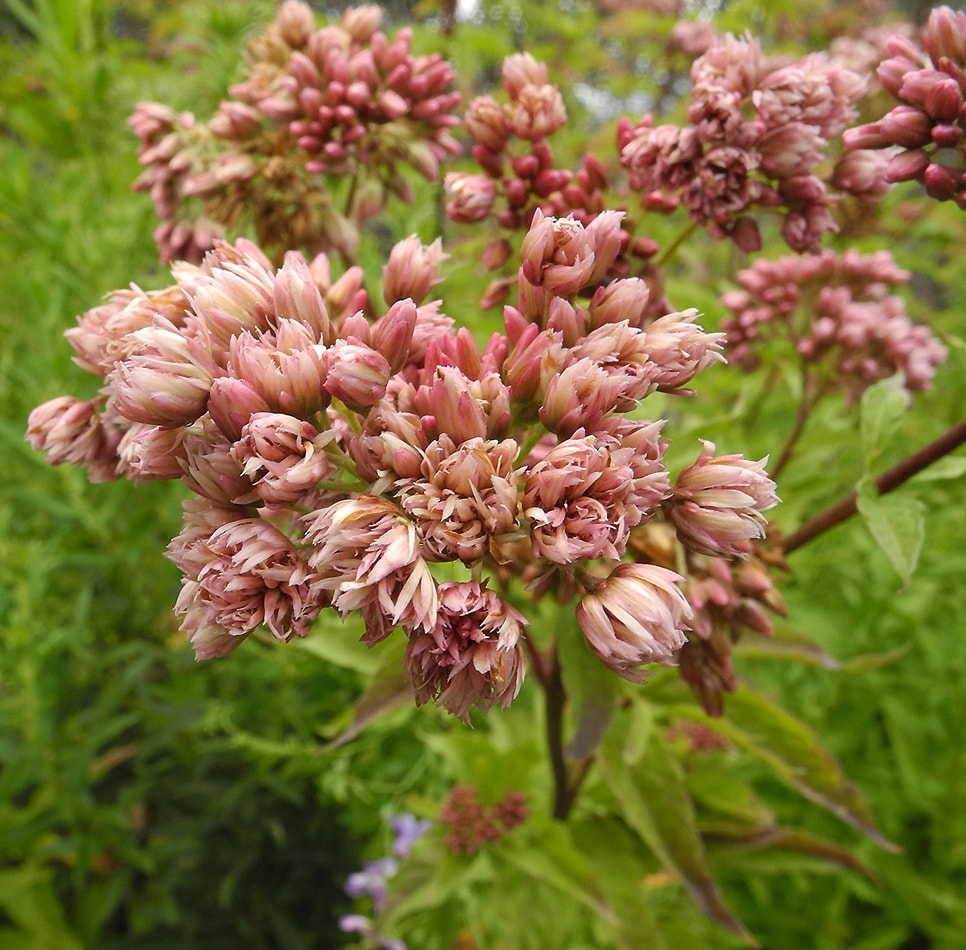 Image of Eupatorium cannabinum specimen.