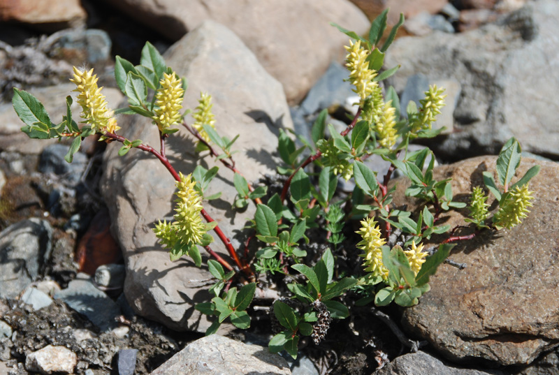 Image of genus Salix specimen.