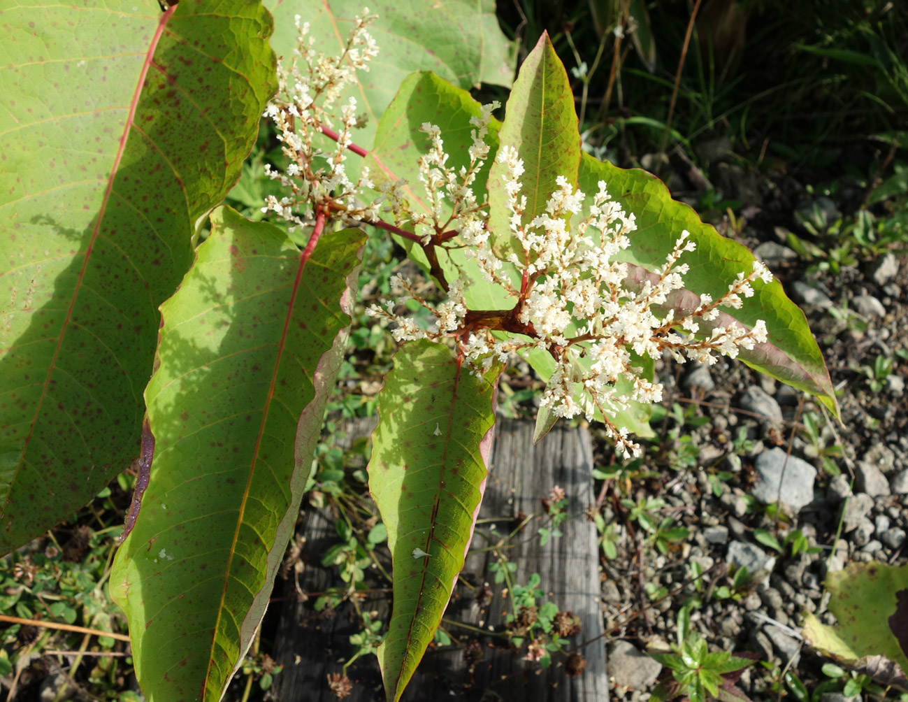 Изображение особи Reynoutria sachalinensis.