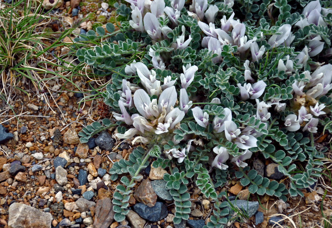 Изображение особи Astragalus hypogaeus.