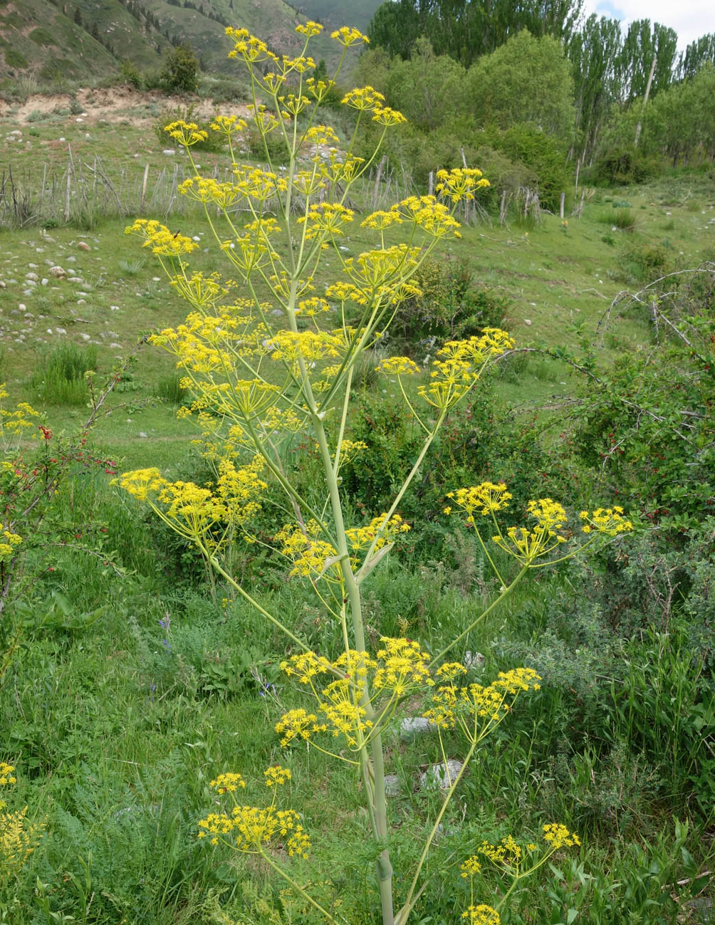 Image of Ferula kelleri specimen.